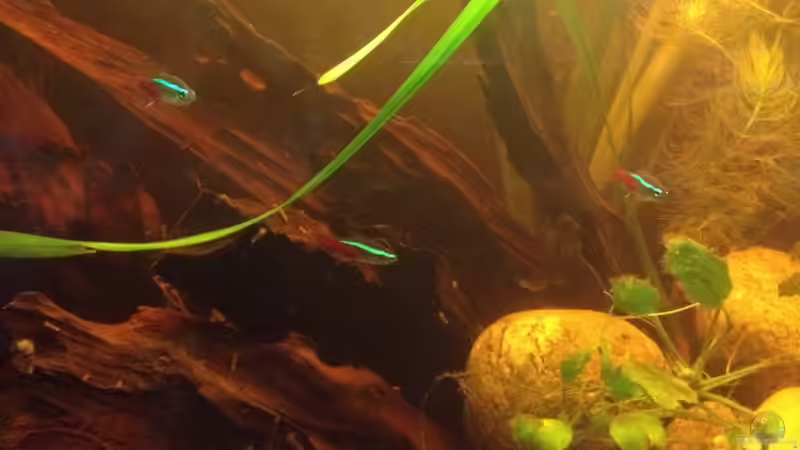 Besatz im Aquarium East meets west (aufgelöst) von der Steirer (73)