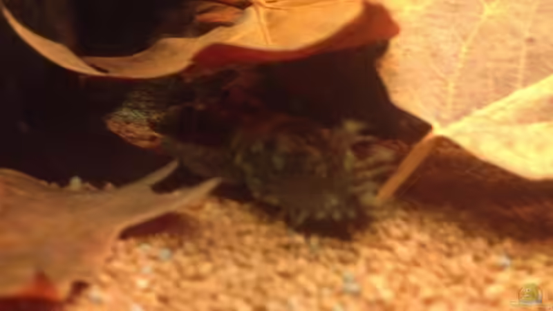 Besatz im Aquarium East meets west (aufgelöst) von der Steirer (76)