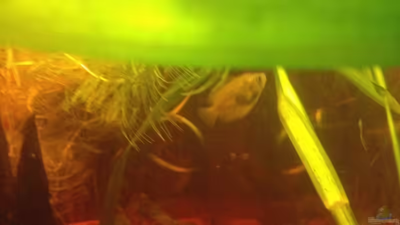 Besatz im Aquarium East meets west (aufgelöst) von der Steirer (77)