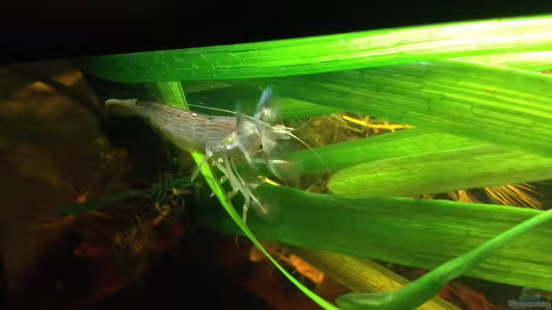 Besatz im Aquarium East meets west (aufgelöst) von der Steirer (78)