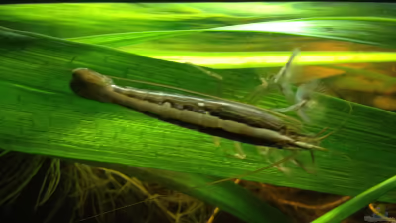 Besatz im Aquarium East meets west (aufgelöst) von der Steirer (79)