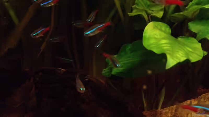 Besatz im Aquarium East meets west (aufgelöst) von der Steirer (80)