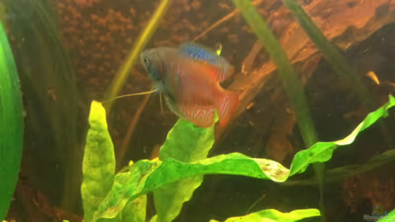 Besatz im Aquarium East meets west (aufgelöst) von der Steirer (81)