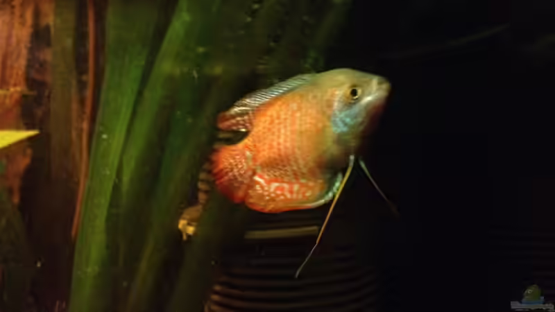 Besatz im Aquarium East meets west (aufgelöst) von der Steirer (82)