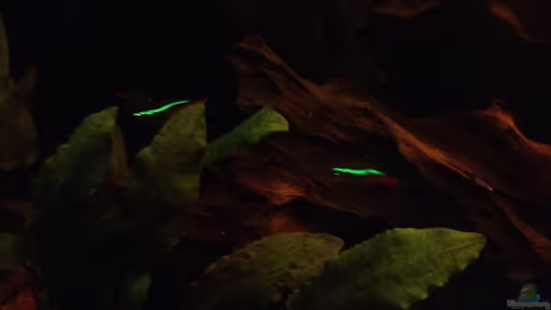 Besatz im Aquarium East meets west (aufgelöst) von der Steirer (85)