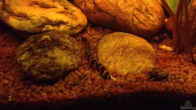 Besatz im Aquarium East meets west (aufgelöst) von der Steirer (86)