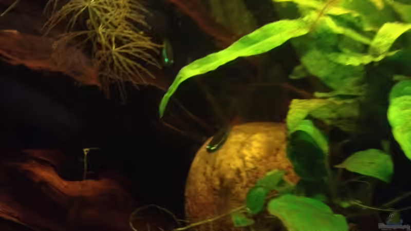 Besatz im Aquarium East meets west (aufgelöst) von der Steirer (88)