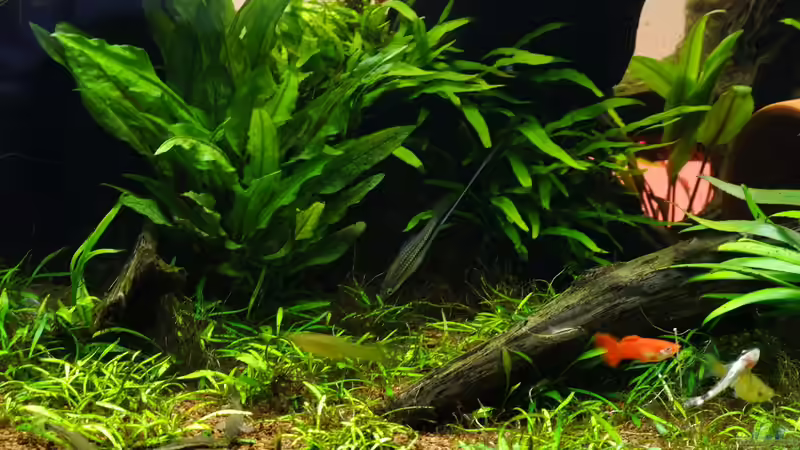 Besatz im Aquarium Easy Scaping (nur noch Beispiel) von ManiacXL (33)