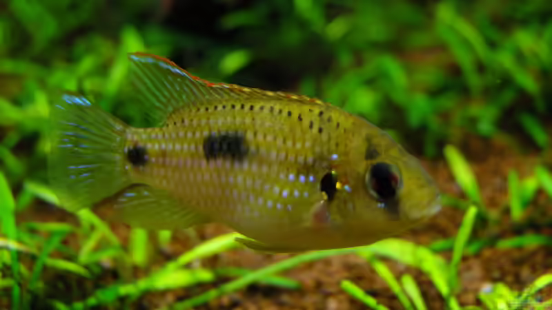 Besatz im Aquarium Easy Scaping (nur noch Beispiel) von ManiacXL (36)