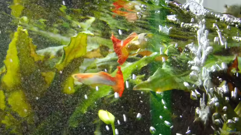 Besatz im Aquarium Easy Scaping (nur noch Beispiel) von ManiacXL (38)