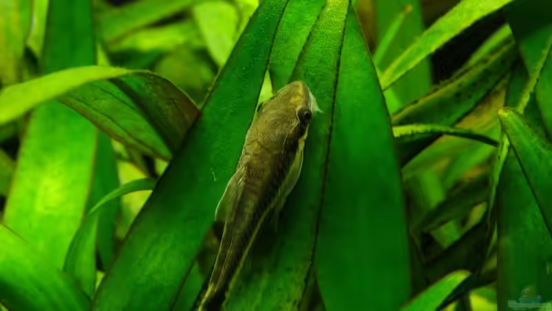 Besatz im Aquarium Easy Scaping (nur noch Beispiel) von ManiacXL (40)