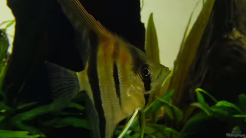 Besatz im Aquarium Easy Scaping (nur noch Beispiel) von ManiacXL (41)