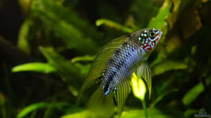 Besatz im Aquarium Easy Scaping (nur noch Beispiel) von ManiacXL (43)