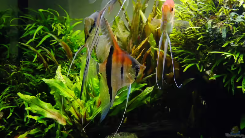 Besatz im Aquarium Easy Scaping (nur noch Beispiel) von ManiacXL (46)