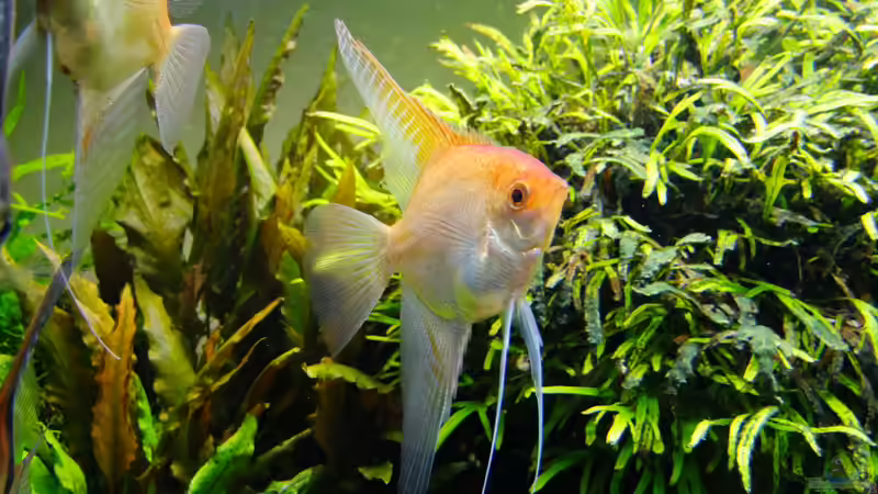 Besatz im Aquarium Easy Scaping (nur noch Beispiel) von ManiacXL (47)