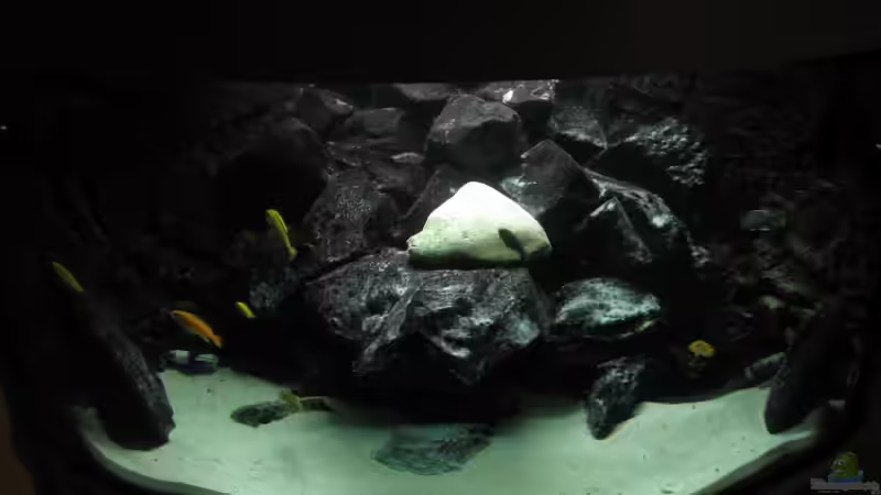 Besatz im Aquarium Eck - Aquarium von HessiJames (22)