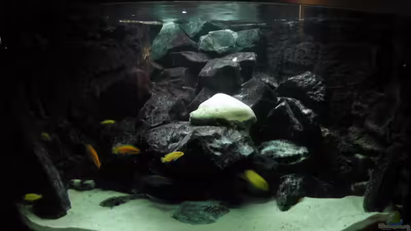 Besatz im Aquarium Eck - Aquarium von HessiJames (23)