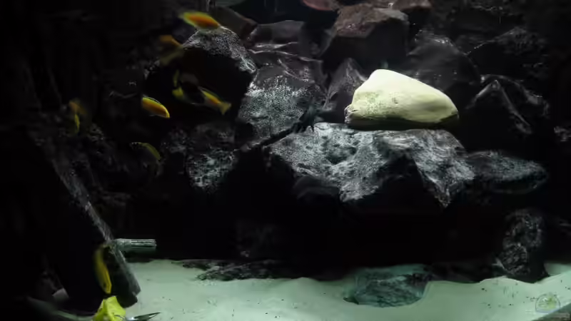 Besatz im Aquarium Eck - Aquarium von HessiJames (25)
