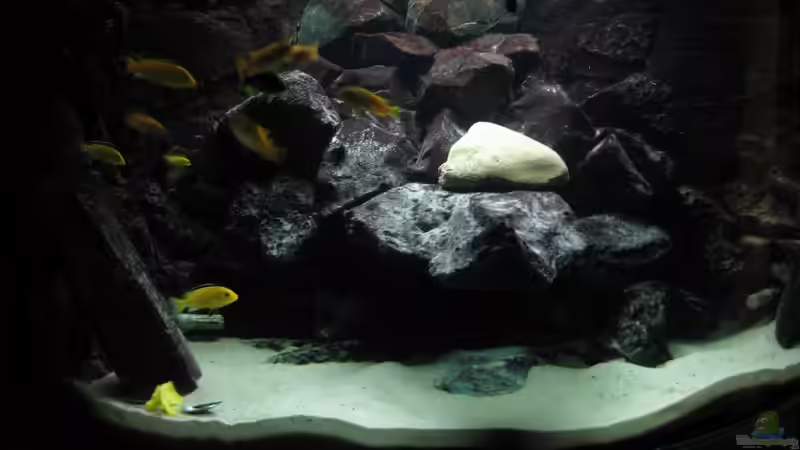 Besatz im Aquarium Eck - Aquarium von HessiJames (26)