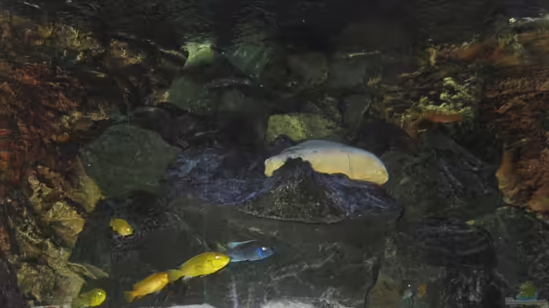 Besatz im Aquarium Eck - Aquarium von HessiJames (31)