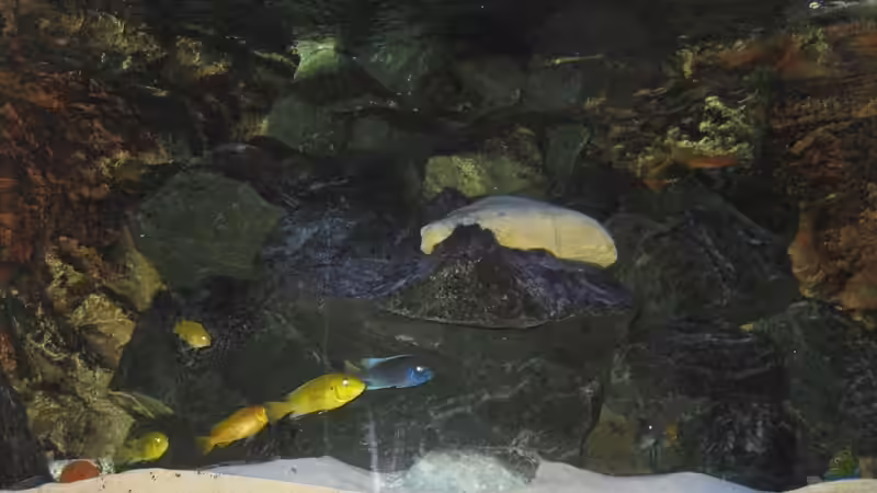 Besatz im Aquarium Eck - Aquarium von HessiJames (32)