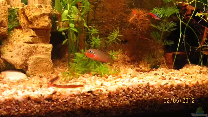 Besatz im Aquarium Eck-Aquarium von Wasserfloh*1 (5)