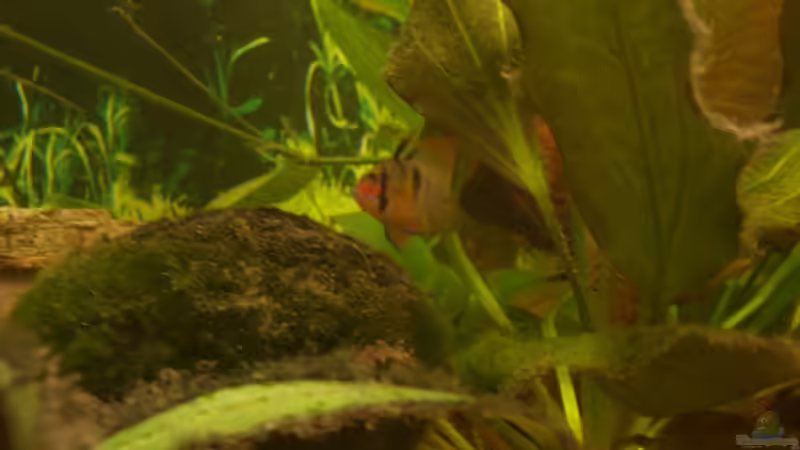 Besatz im Aquarium Eckaquarium von Andre Schreiter (27)