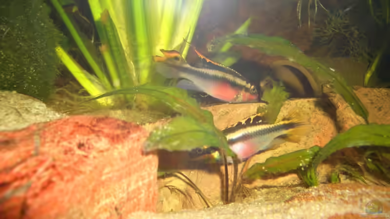 Besatz im Aquarium Eckaquarium von Andre Schreiter (28)