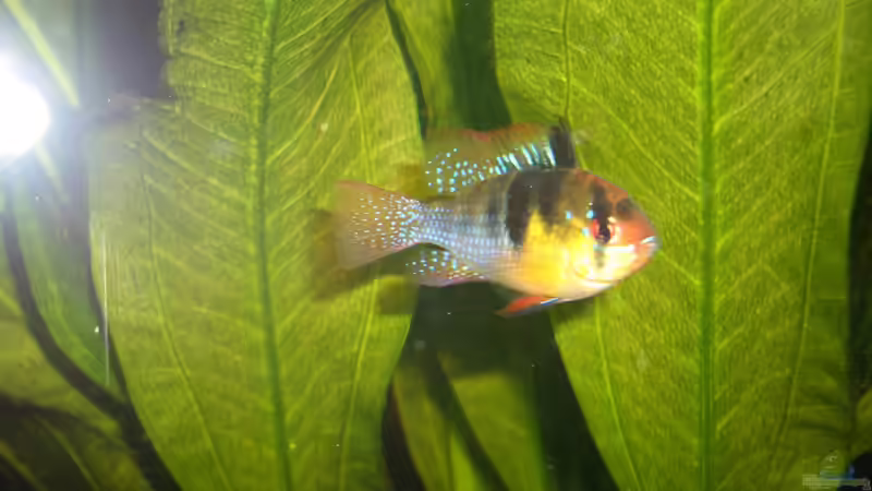 Besatz im Aquarium Eckaquarium von Andre Schreiter (29)