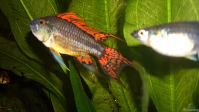 Besatz im Aquarium Eckaquarium von Andre Schreiter (31)