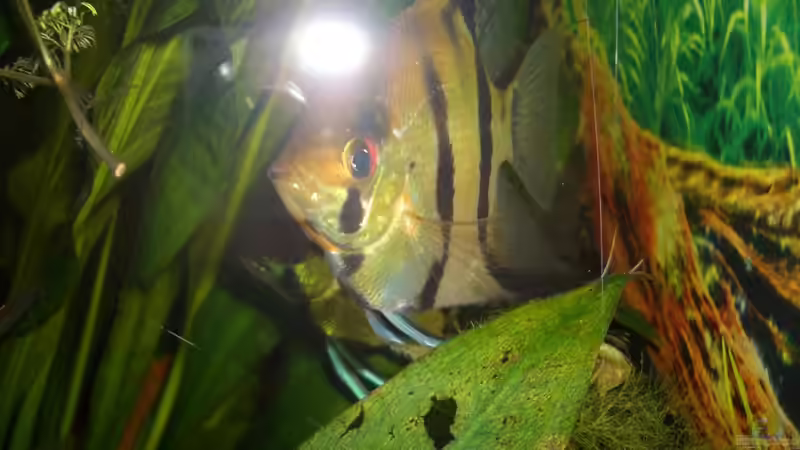 Besatz im Aquarium Eckaquarium von Andre Schreiter (32)