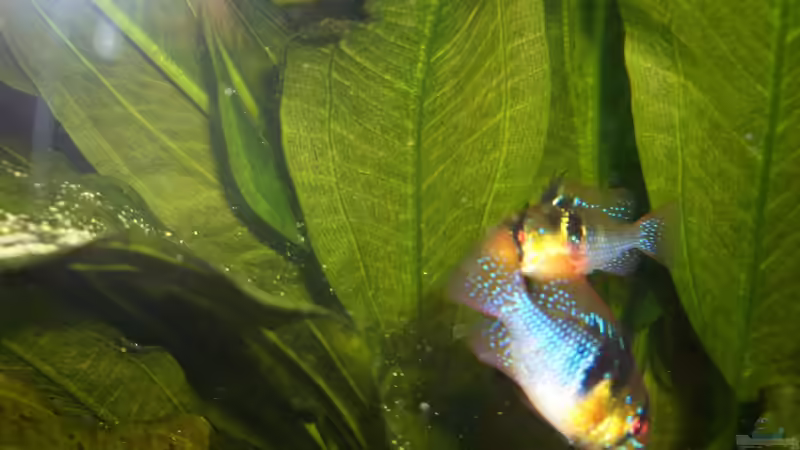 Besatz im Aquarium Eckaquarium von Andre Schreiter (33)