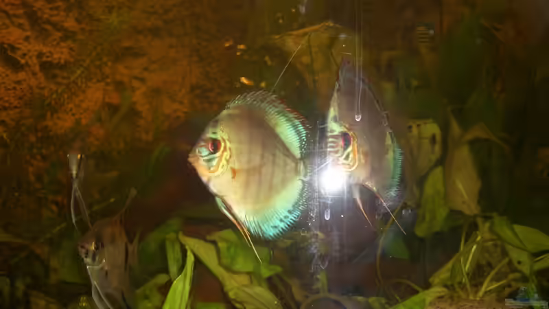 Besatz im Aquarium Eckaquarium von Andre Schreiter (35)