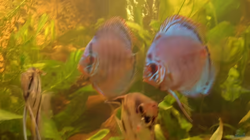 Besatz im Aquarium Eckaquarium von Andre Schreiter (36)