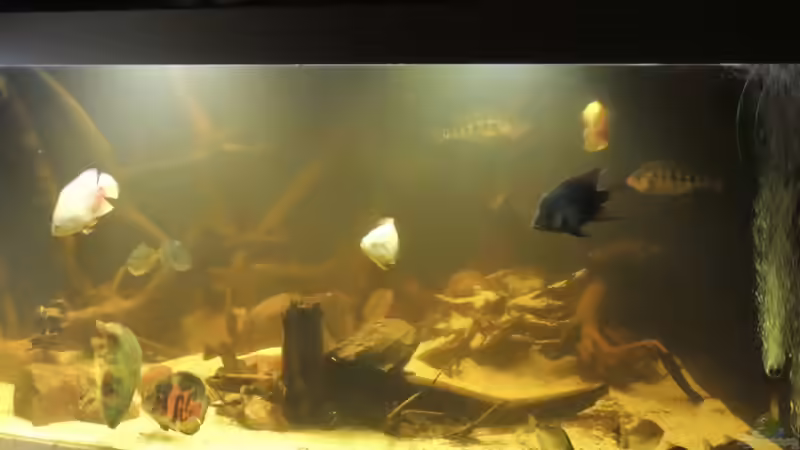 Besatz im Aquarium eckaquarium von Nico Beyer (22)