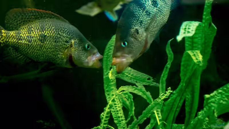 Besatz im Aquarium eckaquarium von Nico Beyer (23)