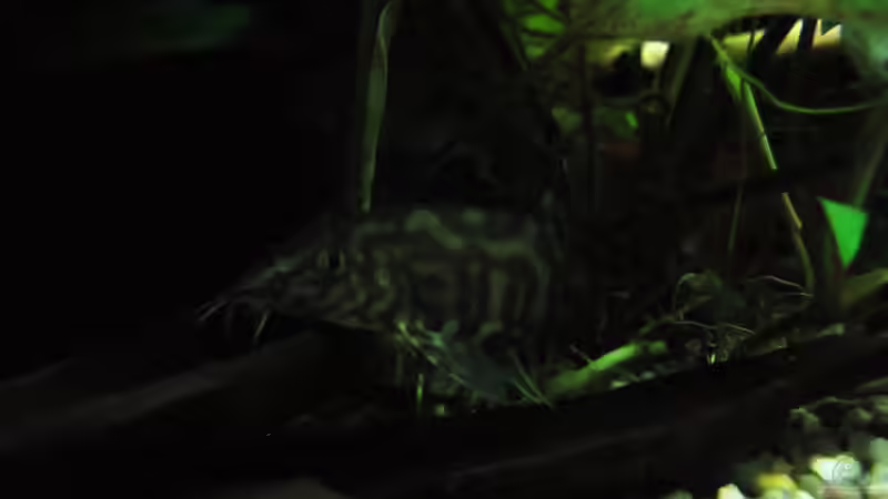 Besatz im Aquarium Eckbecken Schmerlenburg von Lixa (16)