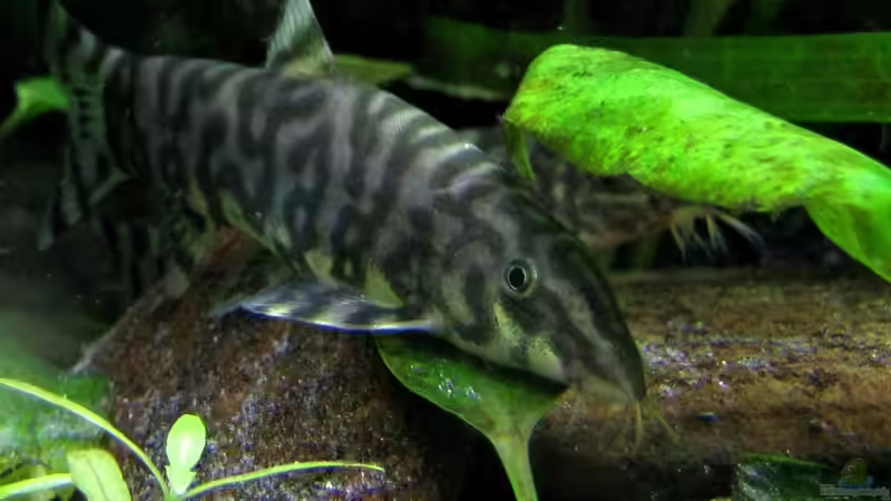 Besatz im Aquarium Eckbecken Schmerlenburg von Lixa (8)