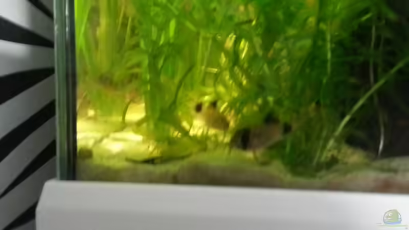 Besatz im Aquarium Eheim ScubaCube 64 (existiert nicht mehr) von Zohan (19)