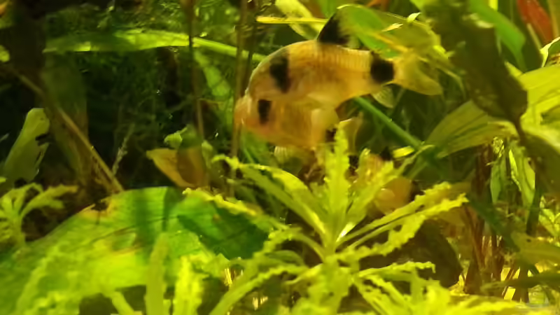 Besatz im Aquarium Eheim ScubaCube 64 (existiert nicht mehr) von Zohan (20)