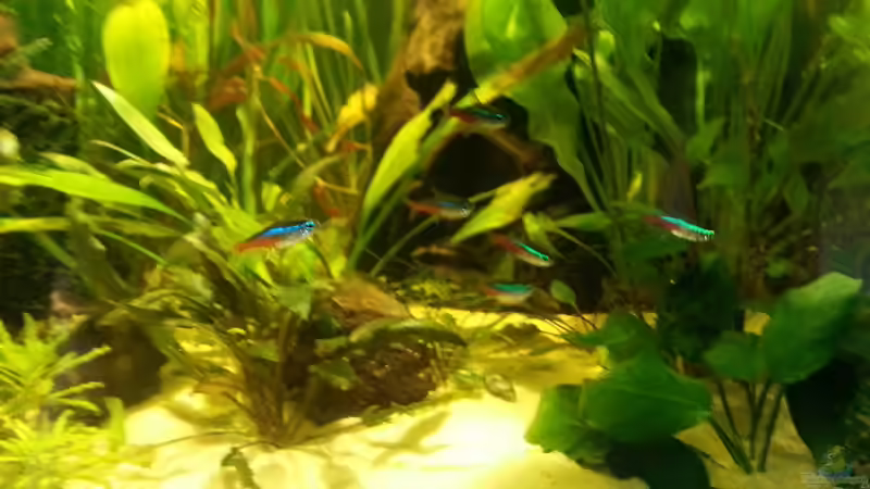 Besatz im Aquarium Eheim ScubaCube 64 (existiert nicht mehr) von Zohan (21)