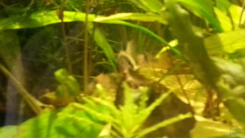 Besatz im Aquarium Eheim ScubaCube 64 (existiert nicht mehr) von Zohan (24)