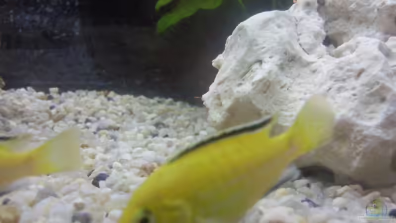 Besatz im Aquarium Eheim Silverline von Martin Becker (9)