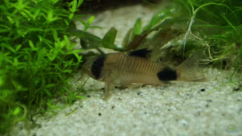 Besatz im Aquarium Eheim Vivaline 126 von Aniram (5)