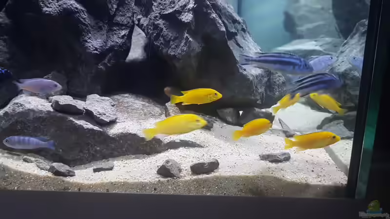 Besatz im Aquarium Eifel-Phonolith Mbuna von Airlifter (4)