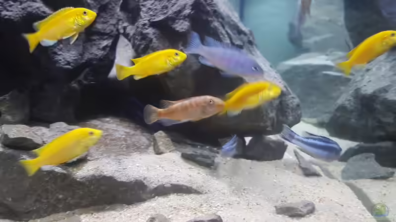 Besatz im Aquarium Eifel-Phonolith Mbuna von Airlifter (5)