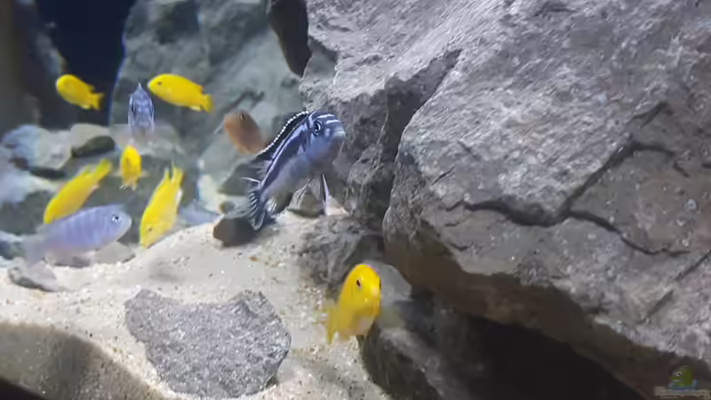 Besatz im Aquarium Eifel-Phonolith Mbuna von Airlifter (6)