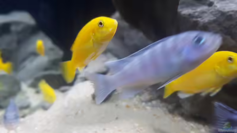 Besatz im Aquarium Eifel-Phonolith Mbuna von Airlifter (7)