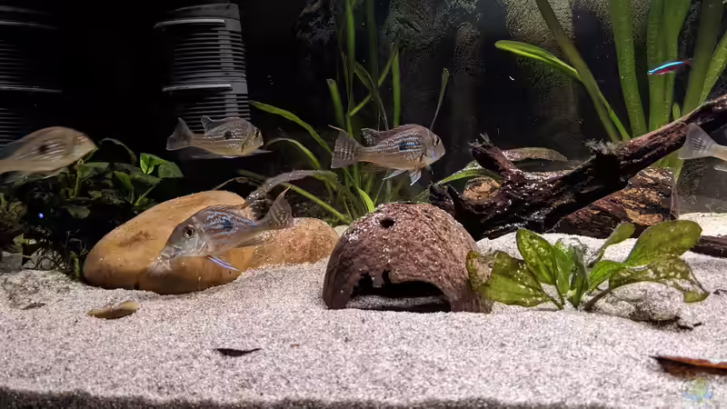 Besatz im Aquarium Ein Gringo in Südamerika von John Pulpo (9)