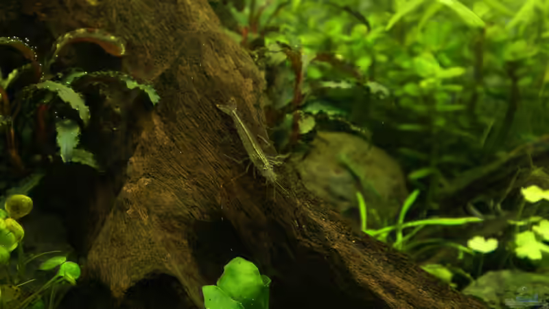 Besatz im Aquarium Ein kleines bisschen Wildnis - aufgelöst - von Micha... (41)